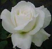 White Realistic Rose unknow artist